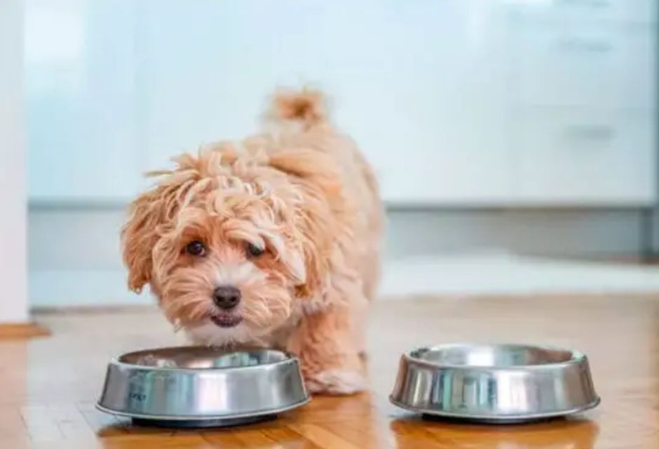 cachorro comendo ração