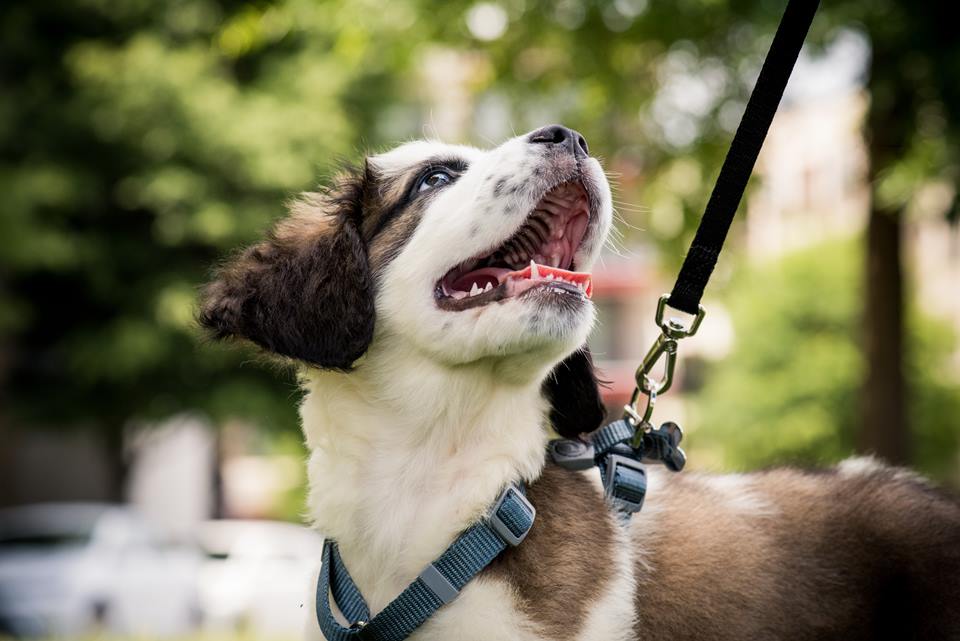 Na foto, um cachorro de pelagem branca e marrom olhando para cima - Metrópoles