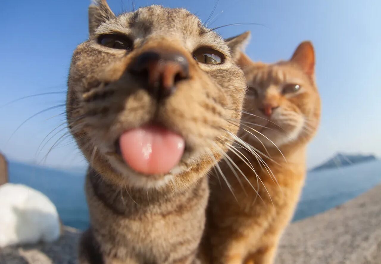 Na foto, vários animais fazendo poses engraçadas - Metrópoles