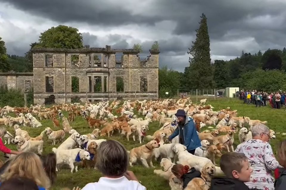 Na foto, centenas de cachorros de pelagem branca e marrom na frente de uma construção em ruínas - Metrópoles