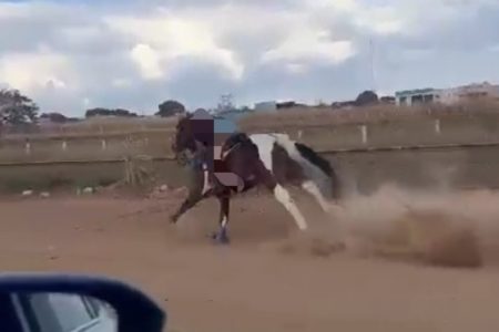 imagem colorida cavalo em disparada com moça montada goias