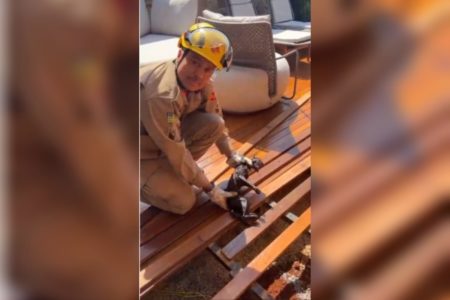 imagem colorida gato resgatado apos ficar preso em cano de deck de piscina em goiania