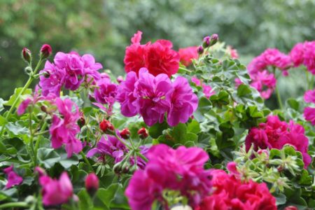 Na foto, várias flores rosas em um jardim verde - Metrópoles