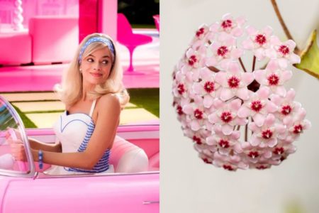 foto colorida da barbie ao lado de imagem de flor rosa