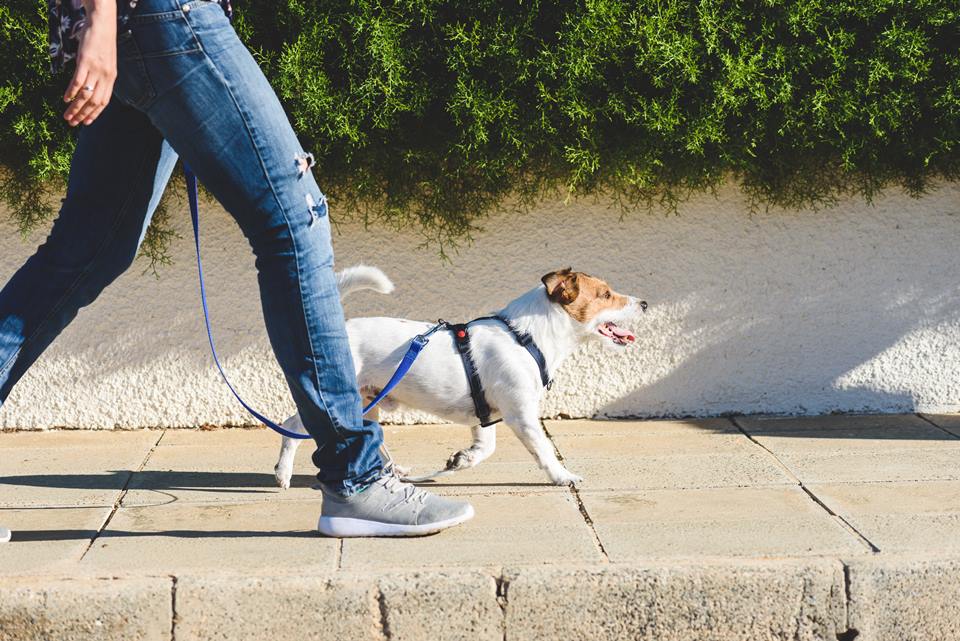 Na foto, homem de calça jeans passeia com seu cachorro na coleira enquanto caminha na rua - Metrópoles