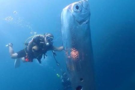 imagem colorida de peixe-remo ao lado de mergulhadores - Metrópoles