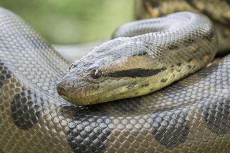 Imagem colorida de uma cobra Sucuri-verde - Metrópoles