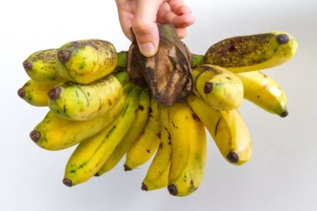 Imagem colorida de um cacho de banana - Metrópoles