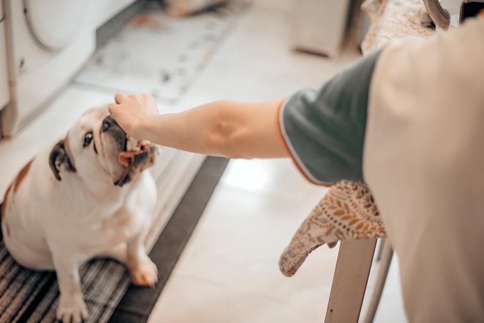 Na foto, cachorro branco sendo alimentando por um homem - Metrópoles