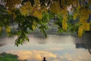 Foto mostra os ramos de flores amarelas da chuva dourada em contraste com a paisagem de um lago - Metrópoles