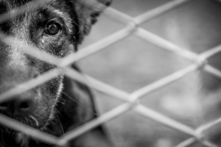 Cão negro com olhar triste em área cercada