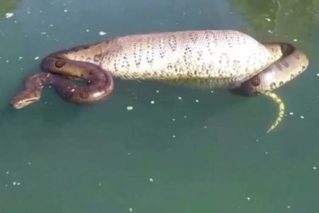 Foto colorida de sucuri encontrada por pescadores - Metrópoles