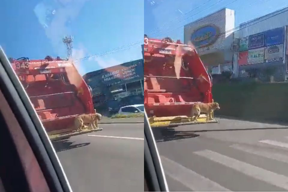 Na montagem, um cachorro de pelagem marrom na traseira de um caminhão de lixo - Metrópoles