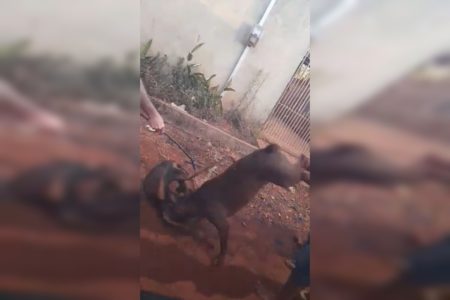 pitbull atacando cachorro de médio porte