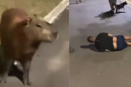 Imagem colorida de capivara e homem atropelado por ela - Metrópoles