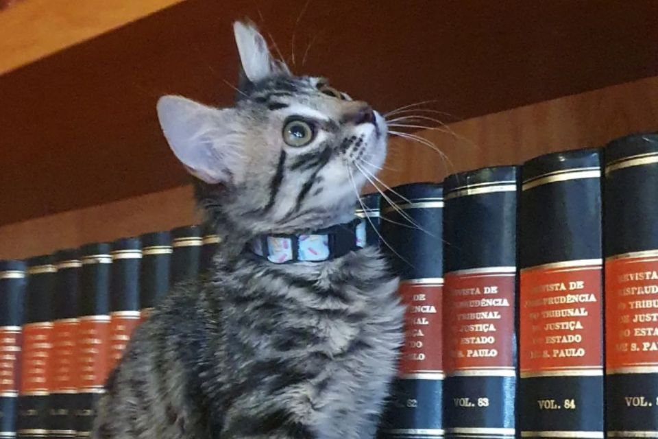 Na foto, um gato cinza coleira preta em frente à estante de livros - Metrópoles