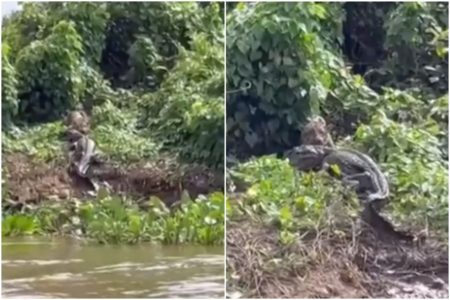 Imagem mostra trechos de vídeo em que uma onça aparece com um jacaré na boca escalando uma ribanceira - Metrópoles