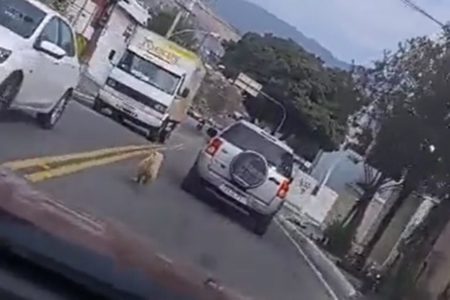 Imagem mostra trecho de vídeo em que cachorro corre atrás de carro para não ser deixado - Metrópoles