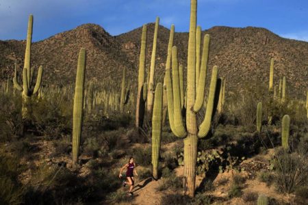 Imagens de Cactos dos Estados Unidos - Metrópoles