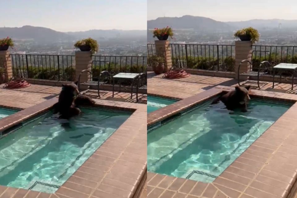 Na foto, um urso-negro dentro da piscina - Metrópoles