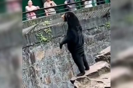 Imagem colorida mostra urso interagindo com visitantes. Zoológico precisou explicar se era um urso ou homem fantasiado - Metrópoles