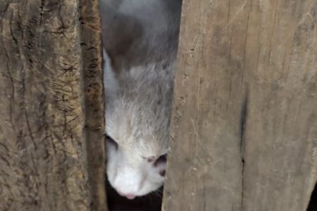 Imagem colorida mostra gato branco com manchas cinzas no topo da cabeça e um ferimento no olho esquerdo entre pedaços de madeira - Metrópoles