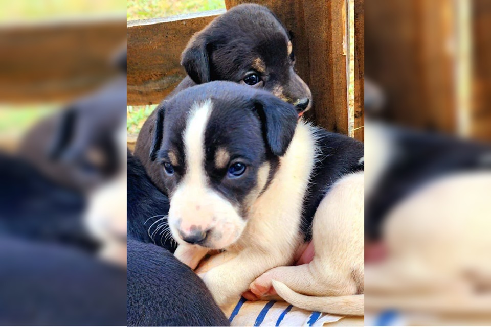 Imagem de cachorros filhotes; um preto e branco, outro preto