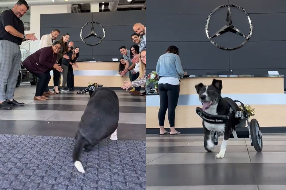 Na imagem, uma cadela sem as patas traseiras usando uma cadeira de rodas. Ela está rodeada de pessoas - Metrópoles