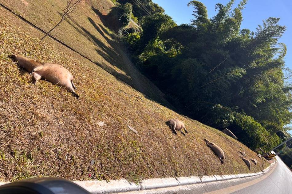 Capivaras mortas Lago Sul