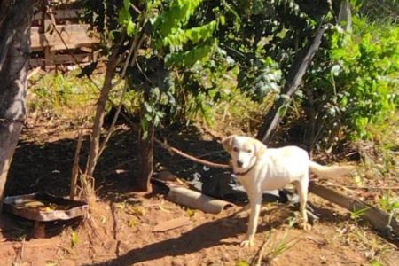 Cão com pelo branco amarrado com corda em grade metálica - Metrópoles