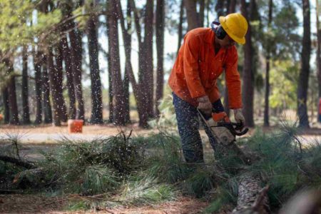 Homem em uniforme laranja corta pinheiro caído no chão com motosserra