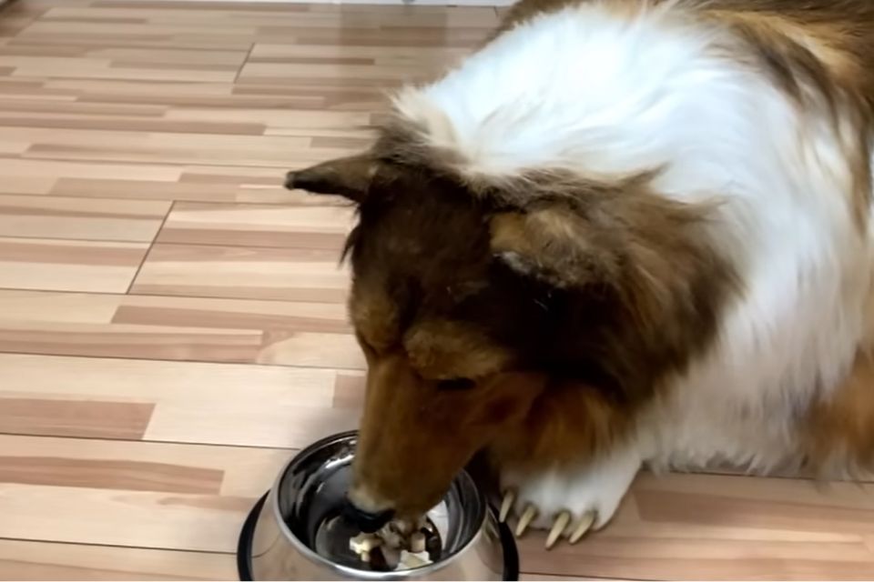 Na foto, um homem fantasiado de cachorro esperando para comer - Metrópoles