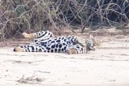 Foto colorida de uma onça-pintada brincando na beira de um rio no Pantanal - Metrópoles