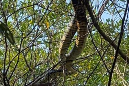 Fotografia colorida de duas cobras se enrolando em cima de uma árvore em Florianópolis