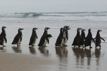 Imagem colorida de pinguins em praia - Metrópoles