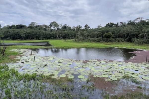 Amazônia