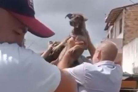 Imagem colorida de cachorro em condição de maus-tratos - Metrópoles