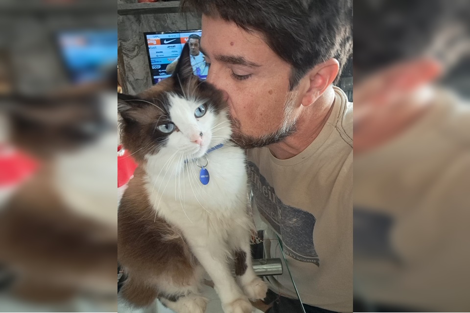 Imagem colorida de gato de pelagem branca e cinza com olhos azuis
