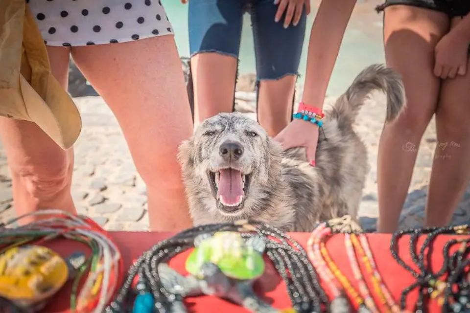 Cachorro cinza sorridente na praia - Metrópoles