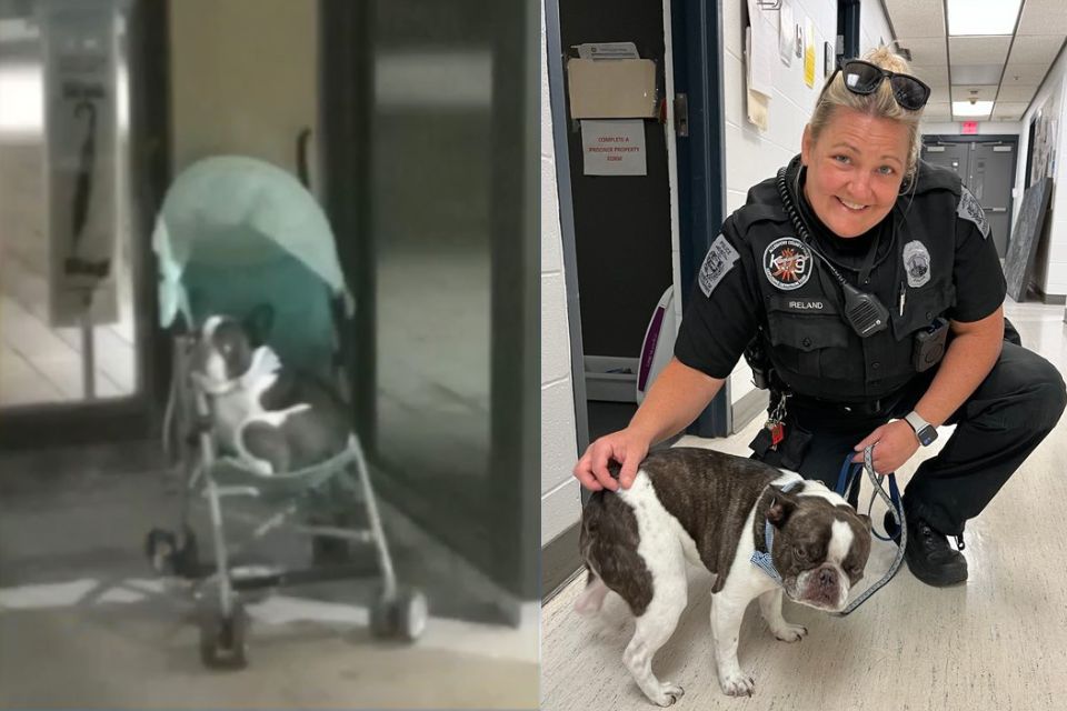 Na foto, um cachorro no carrinho de bebê e uma mulher loira policial segurando um cachorro - Metrópoles