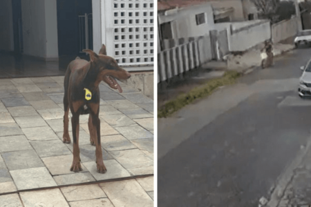 Imagem colorida de cachorro que fez assaltante desistir de roubo - Metrópoles