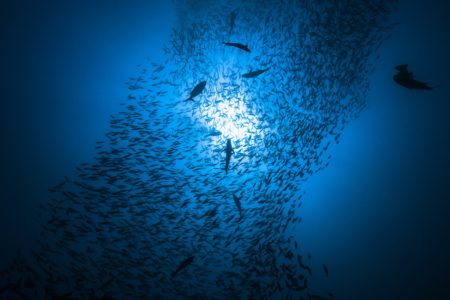 Foto colorida de animais marinhos no oceano - Metrópoles