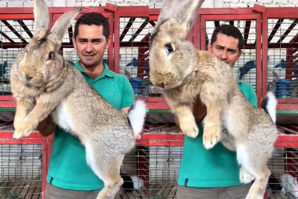 Na foto, um homem segurando um coelho gigante -Metrópoles