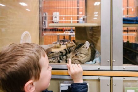 Imagem colorida mostra criança com o dedo indicador em uma janela de vidro na qual, na parte de dentro, está um gato malhado; venda de animais em pet shop é regulamentada - Metrópoles