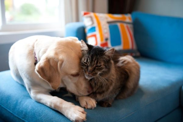 Labrador retriever amarelo e gato Maine coon abraçados em um sofá azul - Metrópoles