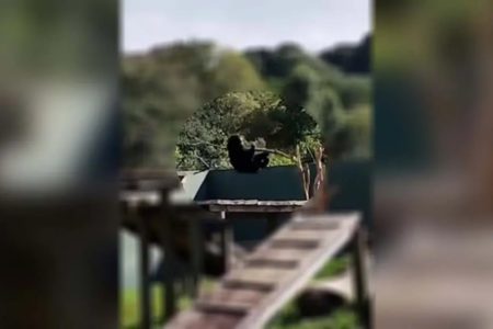 Imagem colorida de urso caindo de árvore no Zoológico de Curitiba - Metrópoles