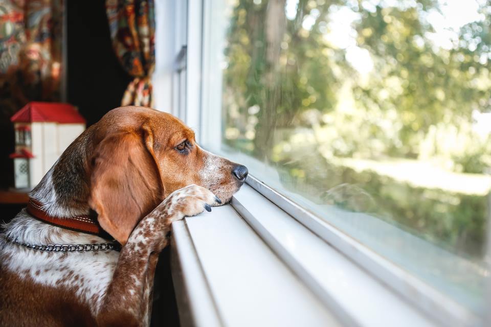 Na foto, um cachorro triste olhando pela janela - Metrópoles