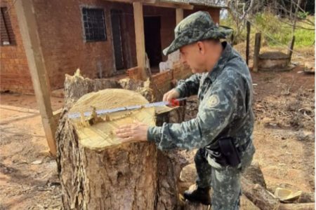 oto colorida de policial ambiental verificando árvore nativa cortada sem autorização por sitiante de Rosana