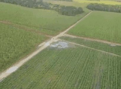 Imagem colorida e aérea de canavial onde estudantes se perderam - Metrópoles