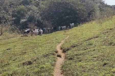 foto colorida mostra flagrante de bovinos ocupando área de parque ecológico em Presidente Prudente